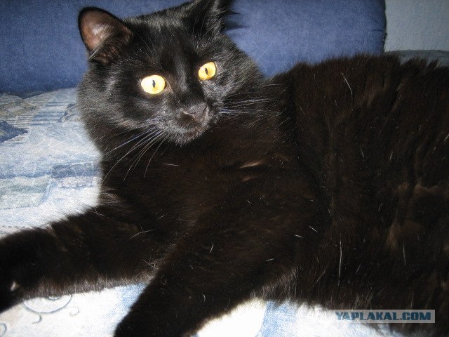 Котовторник на ЯПлакалъ 08.07.2008