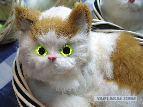 Кошак в шоке