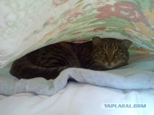 Котовторник
