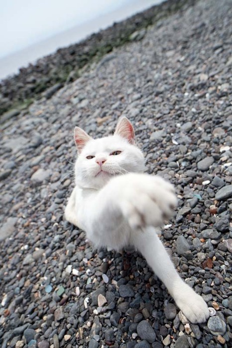 Котовторник на 6 июля