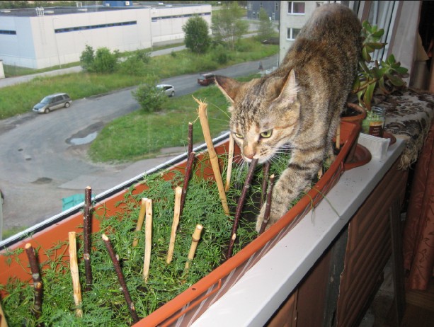 Котовторник на 24 августа