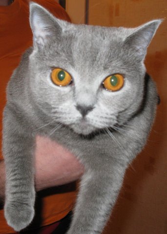 Котейкин вторник! Космический 12.04!