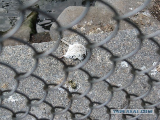 Ужасы московского зоопарка