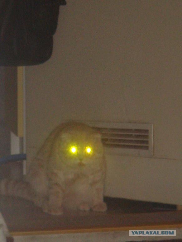 Котовторник 1.11.11