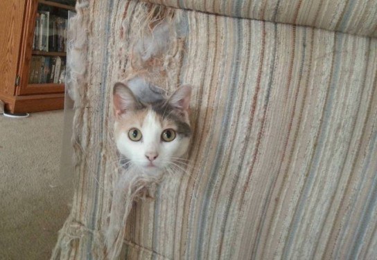 Прикольных котов пост