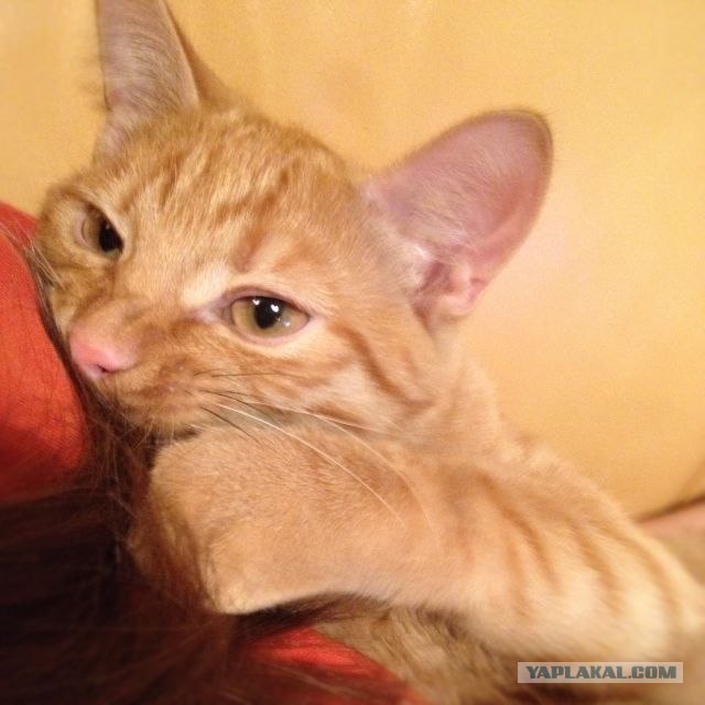 КОТОВТОРНИК (6.03.2012)