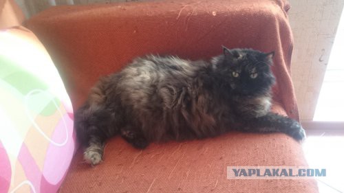 Человек не зря одомашнил кошек