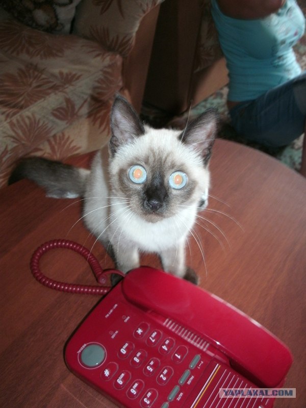 Котовторник 07.08.2012