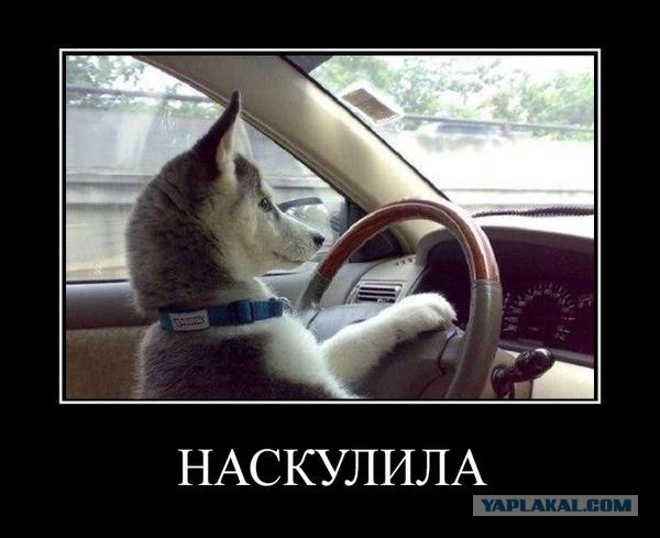Феерическая дура Вика