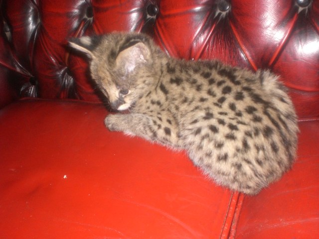 Дикий котовторник 14.01.20