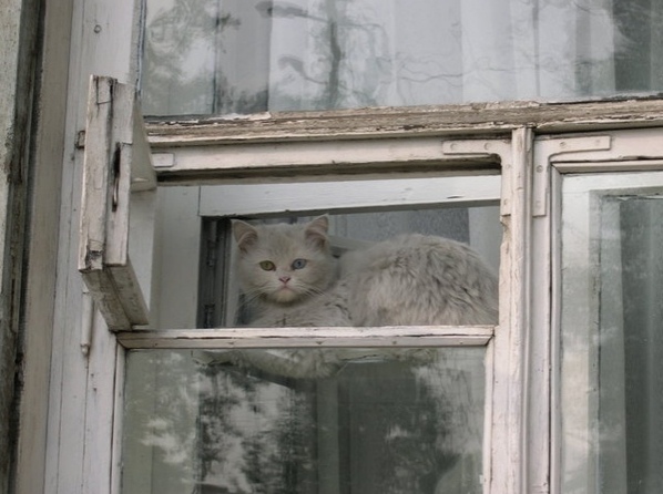 Эти забавные животные