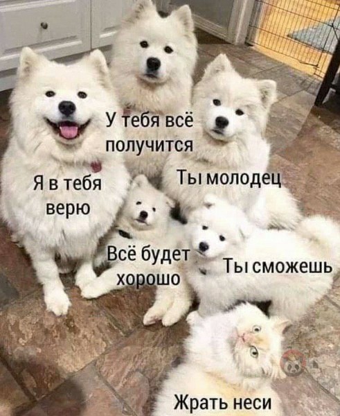 Я не люблю собак