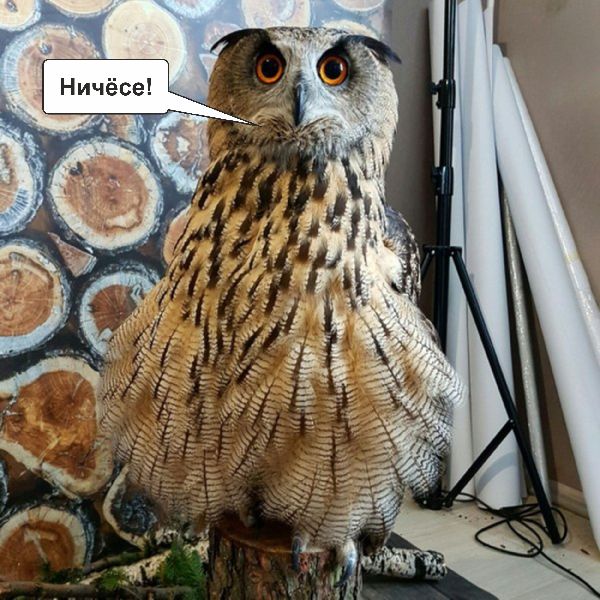 Интересно, кошаки бы помогли?