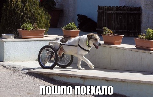Пёс не унывает