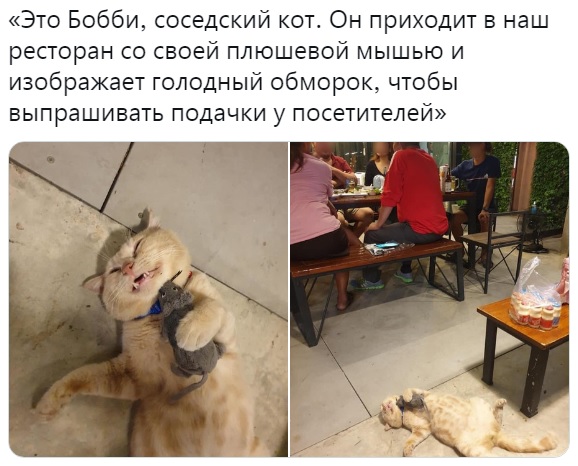 Какой хитрый котофей