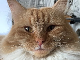 Коты на производстве