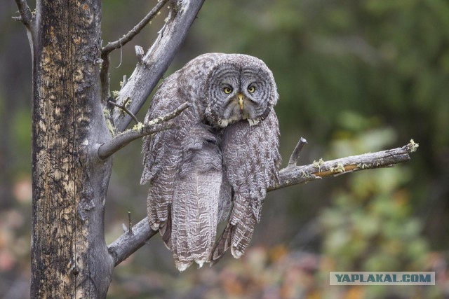 Самые забавные фото животных: опубликованы снимки конкурса The Nature Photography Contest 2024 в номинации «Юмор в природе»