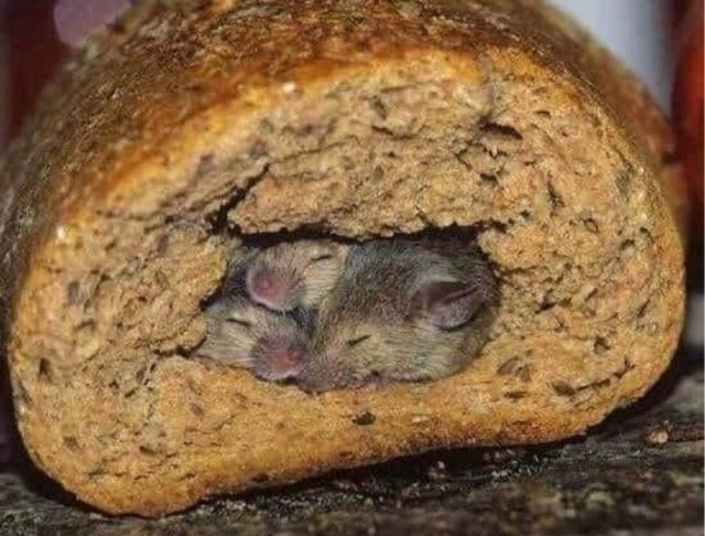 Так всякие картинки