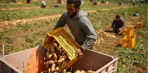 Кто собирается в Шри-Ланку, берите с собой картошку