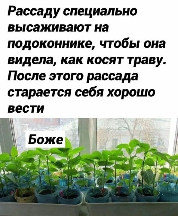 Аспарагусы