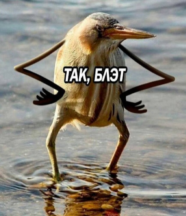 О замене Черчилля совой