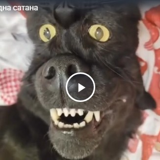 Одна сатана