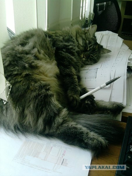 Котовторник 17.09.2013