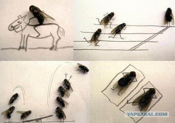 Весёлые картинки. Разбавим будни