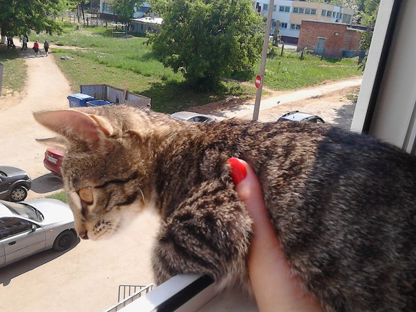 Котовторник 27.5.2014