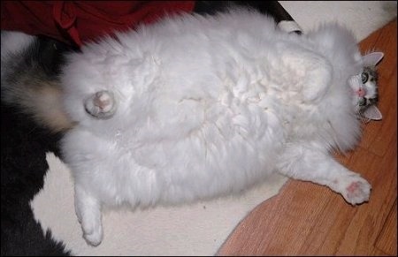 Перепись котопузов открыта=)