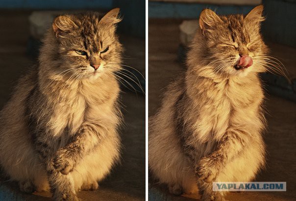 Котовторник