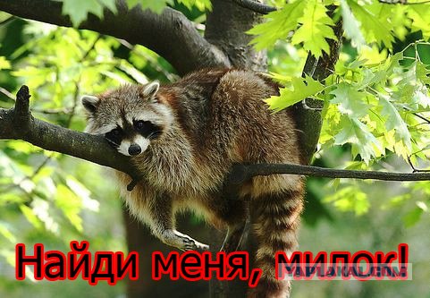 Seek and destroy