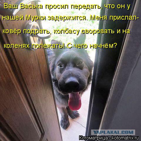 Собакочетверг 17.09.2015