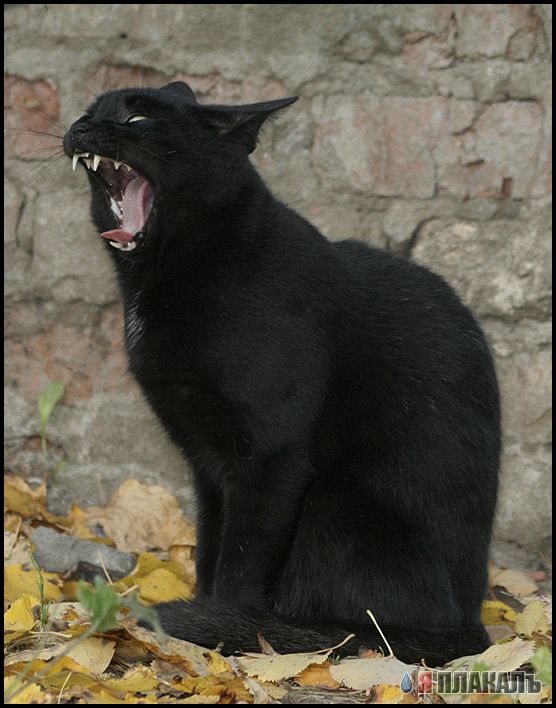 Коты, кошки, котята