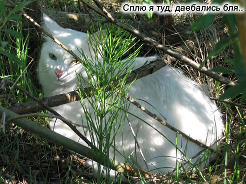 Коты, кошки, котята