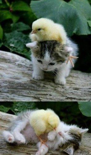 Веселые картинки