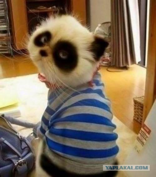 Очередная подборка картинок из сети