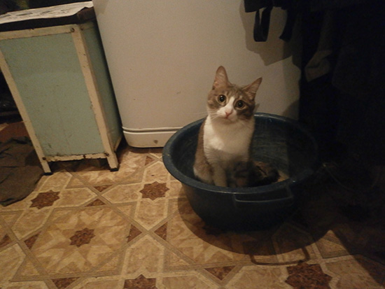 Котовторник  01.03.2016