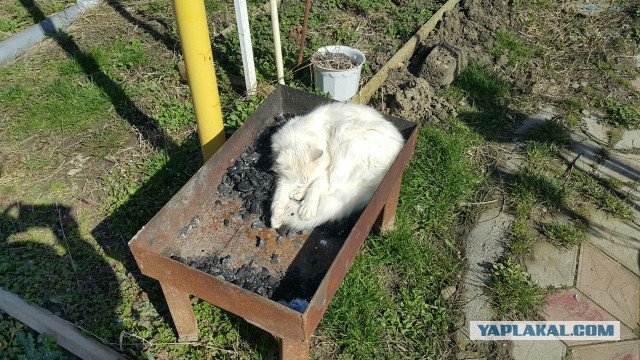 Купил лежанку для кота