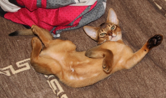 Котовасия ;)