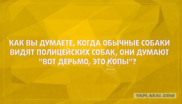 Отставной военный пёс первый раз в жизни увидел котёнка