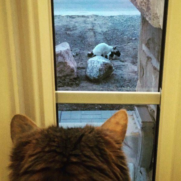 Жизнь домашнего приюта для котеек 114