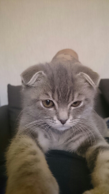 Котовторник 12.07.2016