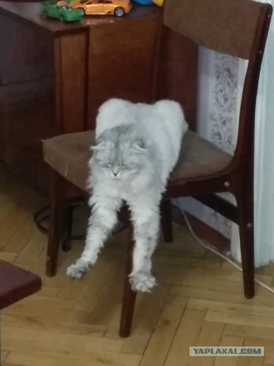 Раз уж наступил Котовторник, то вот мои кошаки.