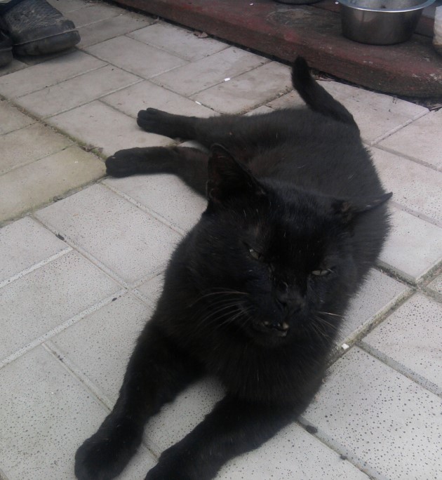 Котовторник 01.11.2016 г.