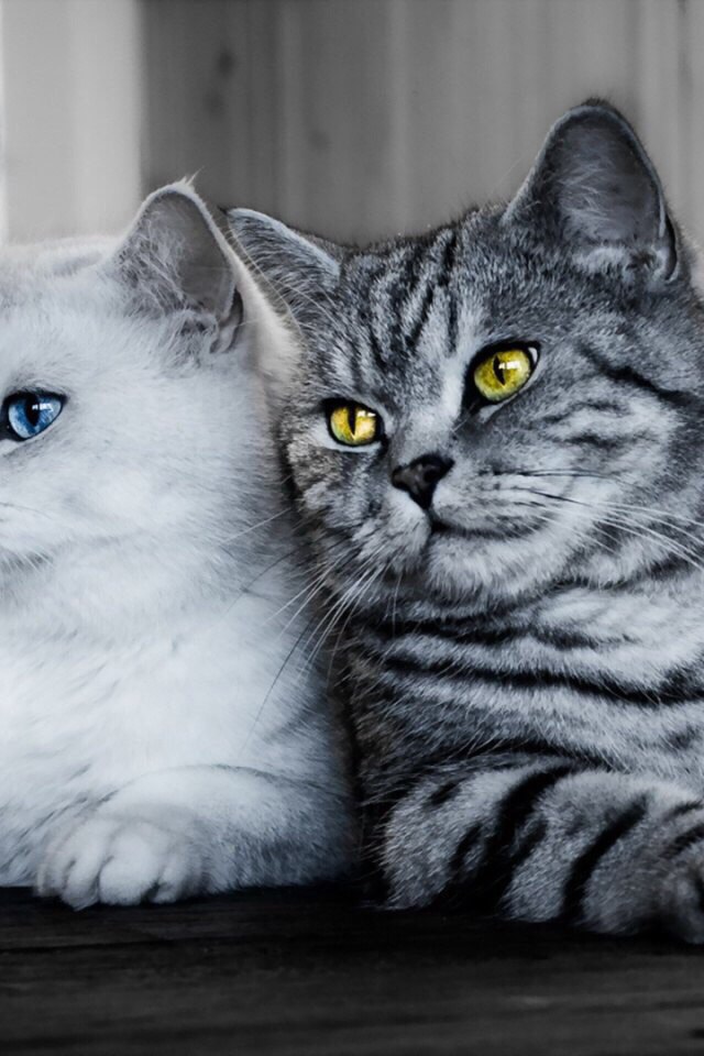 Коты из сети