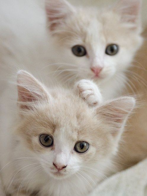 Коты и Кошки