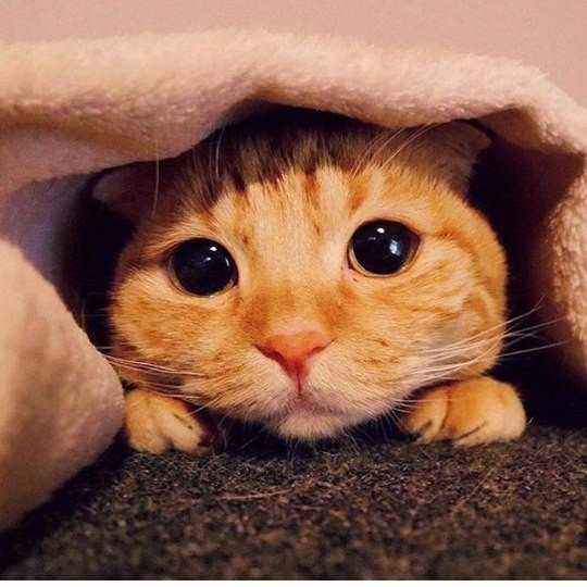 Коты и Кошки