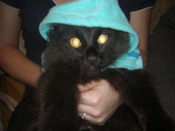 Коты и Кошки