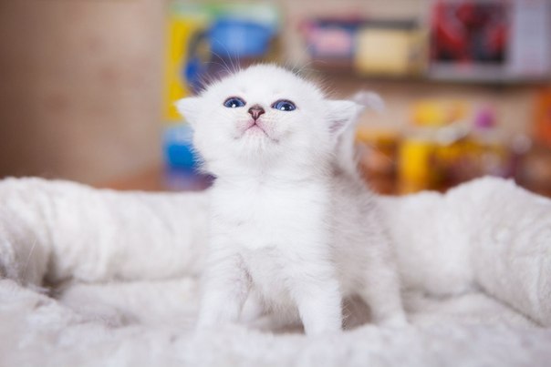 Коты и Кошки